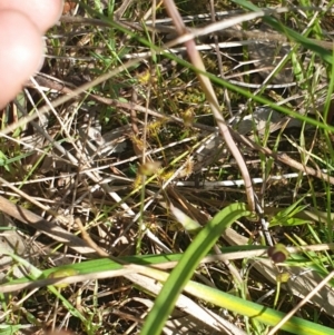 Thelymitra pauciflora at Albury, NSW - suppressed