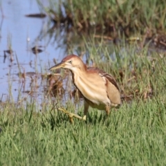 Ixobrychus dubius (Australian Little Bittern) at Fyshwick, ACT - 2 Nov 2021 by jb2602