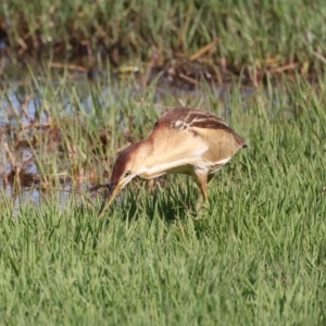 Ixobrychus dubius at Fyshwick, ACT - 2 Nov 2021