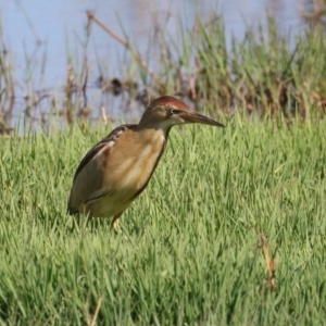 Ixobrychus dubius at Fyshwick, ACT - 2 Nov 2021