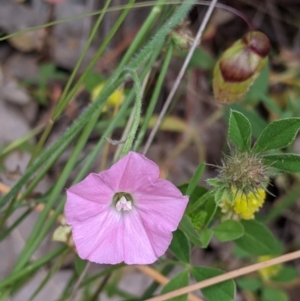 Convolvulus angustissimus subsp. angustissimus at Jindera, NSW - 3 Nov 2021