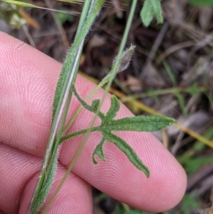 Convolvulus angustissimus subsp. angustissimus at Jindera, NSW - suppressed