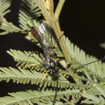 Unidentified Parasitic wasp (numerous families) at Bruce, ACT - 11 Oct 2021 by AlisonMilton