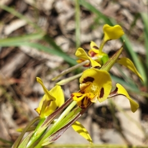 Diuris sulphurea at Albury, NSW - suppressed
