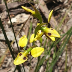 Diuris sulphurea at Albury, NSW - suppressed