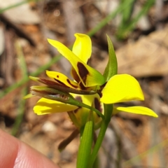 Diuris sulphurea at Albury, NSW - suppressed
