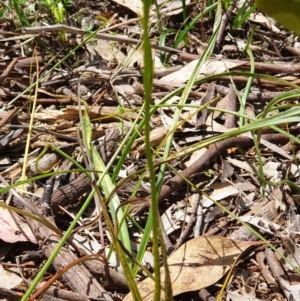 Diuris sulphurea at Albury, NSW - suppressed
