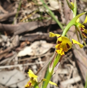 Diuris sulphurea at Albury, NSW - suppressed