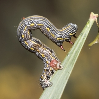 Chlenias banksiaria group (A Geometer moth) at Bruce, ACT - 12 Oct 2021 by AlisonMilton