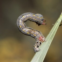 Chlenias banksiaria group at Bruce, ACT - 12 Oct 2021