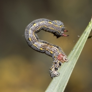 Chlenias banksiaria group at Bruce, ACT - 12 Oct 2021