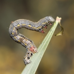 Chlenias banksiaria group at Bruce, ACT - 12 Oct 2021