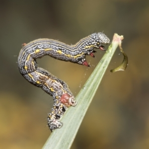 Chlenias banksiaria group at Bruce, ACT - 12 Oct 2021