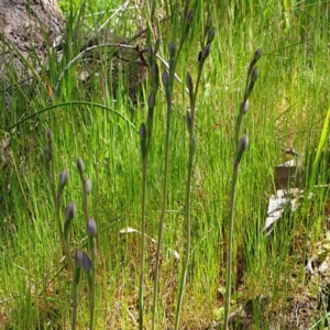 Thelymitra sp. at West Wodonga, VIC - suppressed