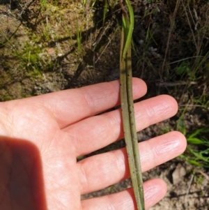 Thelymitra sp. at West Wodonga, VIC - 17 Oct 2021