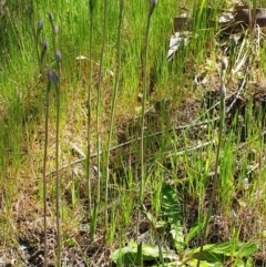 Thelymitra sp. at West Wodonga, VIC - suppressed