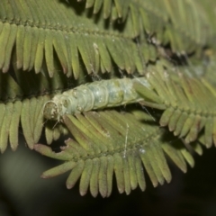 Lepidoptera unclassified IMMATURE (caterpillar or pupa or cocoon) at Bruce, ACT - 12 Oct 2021 by AlisonMilton