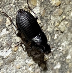 Gnathaphanus sp. (genus) (Ground beetle) at QPRC LGA - 3 Nov 2021 by Steve_Bok