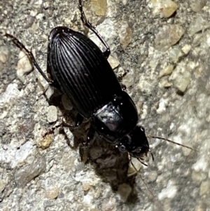 Gnathaphanus sp. (genus) at Jerrabomberra, NSW - 3 Nov 2021