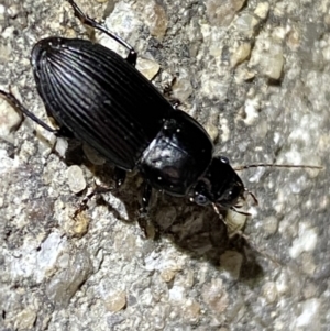 Gnathaphanus sp. (genus) at Jerrabomberra, NSW - 3 Nov 2021