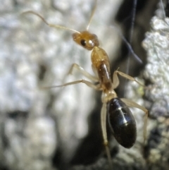 Camponotus claripes (Pale-legged sugar ant) at QPRC LGA - 3 Nov 2021 by Steve_Bok