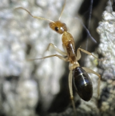 Camponotus claripes (Pale-legged sugar ant) at QPRC LGA - 3 Nov 2021 by Steve_Bok