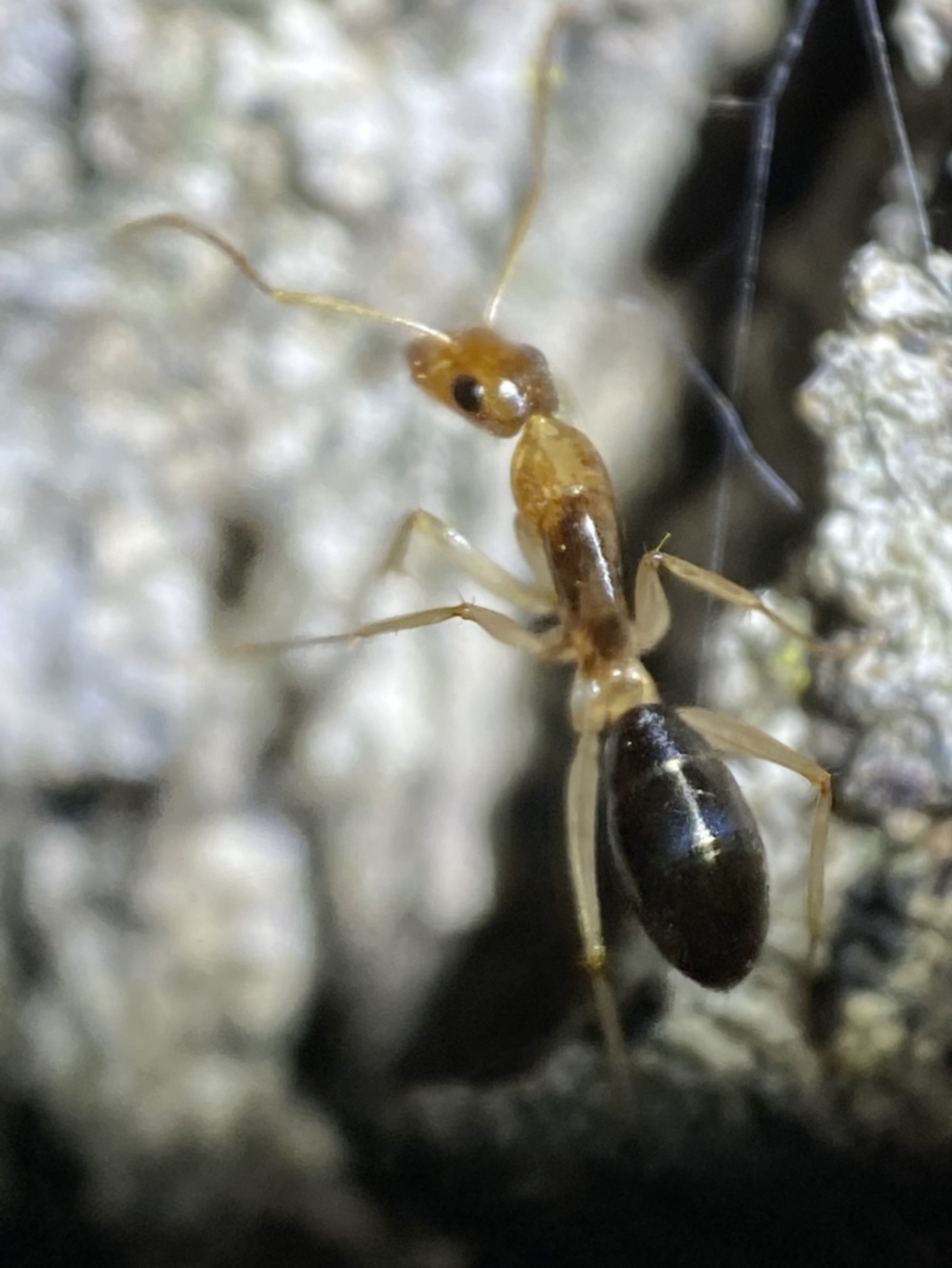 Camponotus claripes at Jerrabomberra, NSW - 3 Nov 2021