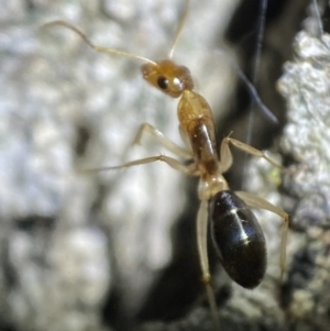 Camponotus claripes at Jerrabomberra, NSW - 3 Nov 2021