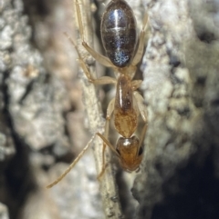 Camponotus claripes at Jerrabomberra, NSW - 3 Nov 2021