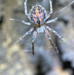 Araneinae (subfamily) (Orb weaver) at QPRC LGA - 3 Nov 2021 by Steve_Bok