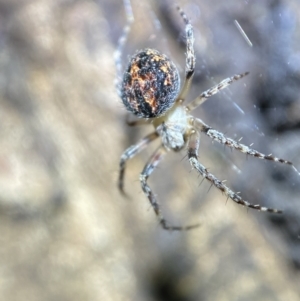 Araneinae (subfamily) at Jerrabomberra, NSW - 3 Nov 2021 09:12 PM