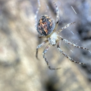 Araneinae (subfamily) at Jerrabomberra, NSW - 3 Nov 2021