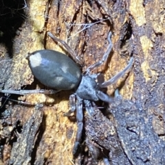 Lampona cylindrata (White-tailed Spider) at Jerrabomberra, NSW - 3 Nov 2021 by Steve_Bok