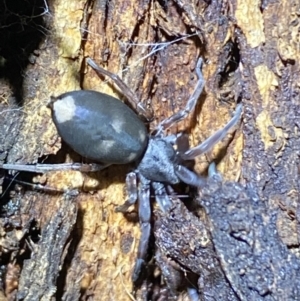 Lampona cylindrata at Jerrabomberra, NSW - 3 Nov 2021