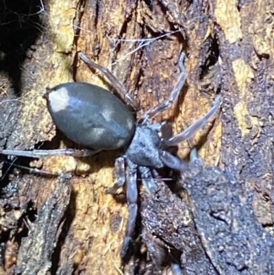Lampona cylindrata (White-tailed Spider) at QPRC LGA - 3 Nov 2021 by Steve_Bok