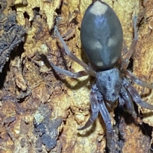 Lampona cylindrata at Jerrabomberra, NSW - 3 Nov 2021