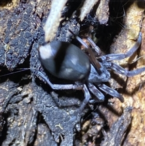 Lampona cylindrata at Jerrabomberra, NSW - 3 Nov 2021