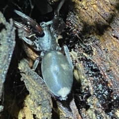 Lampona cylindrata at Jerrabomberra, NSW - 3 Nov 2021