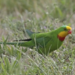Polytelis swainsonii (Superb Parrot) at Hawker, ACT - 21 Oct 2021 by AlisonMilton