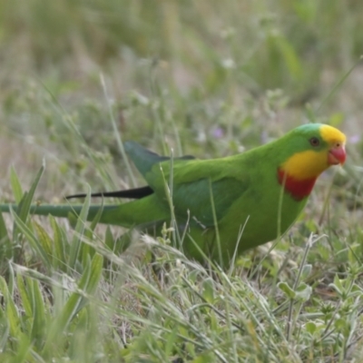 Polytelis swainsonii (Superb Parrot) at Hawker, ACT - 21 Oct 2021 by AlisonMilton
