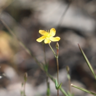 Hypericum gramineum (Small St Johns Wort) at Cook, ACT - 30 Oct 2021 by Tammy