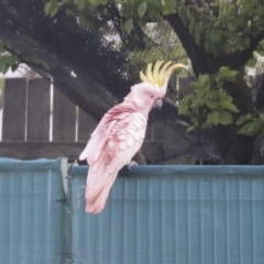 Cacatua galerita (Sulphur-crested Cockatoo) at The Pinnacle - 21 Oct 2021 by AlisonMilton