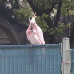 Cacatua galerita at Hawker, ACT - 22 Oct 2021 08:38 AM