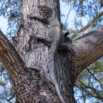 Varanus varius (Lace Monitor) at Wingecarribee Local Government Area - 2 Nov 2021 by Aussiegall