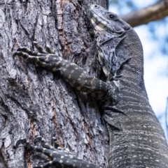 Varanus varius at Penrose, NSW - suppressed