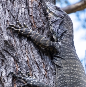 Varanus varius at Penrose, NSW - suppressed