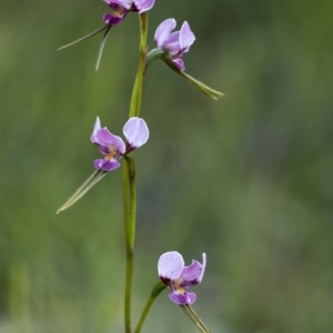 Diuris diminuta at Penrose, NSW - 2 Nov 2021