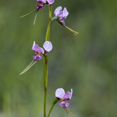 Diuris diminuta at Wingecarribee Local Government Area - 2 Nov 2021 by Aussiegall