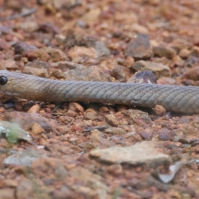 Pseudonaja textilis (Eastern Brown Snake) at Ainslie, ACT - 2 Nov 2021 by jb2602