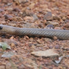 Pseudonaja textilis (Eastern Brown Snake) at Ainslie, ACT - 1 Nov 2021 by jbromilow50